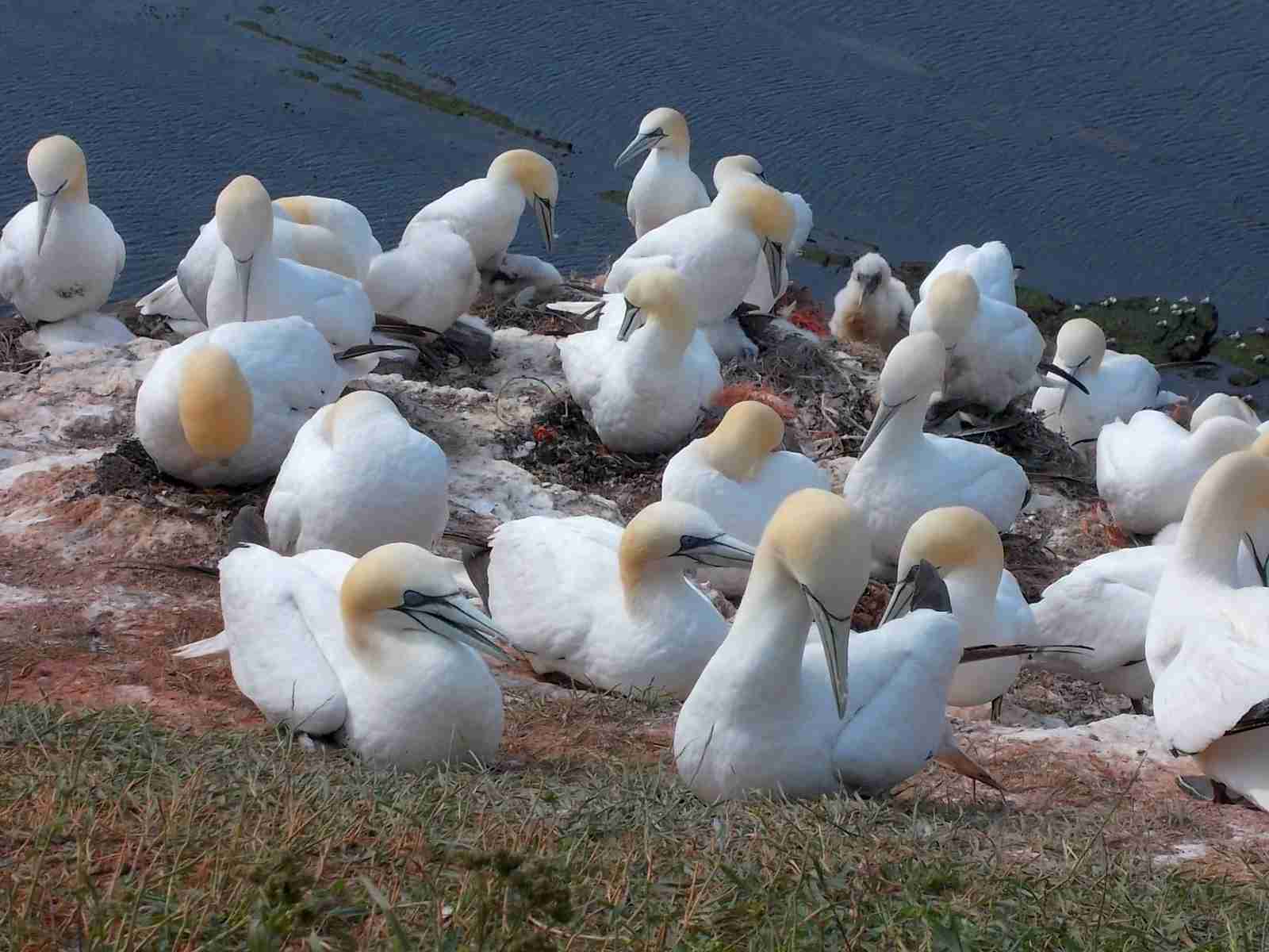 Gannets on Heligoland - Can you spot the chick?